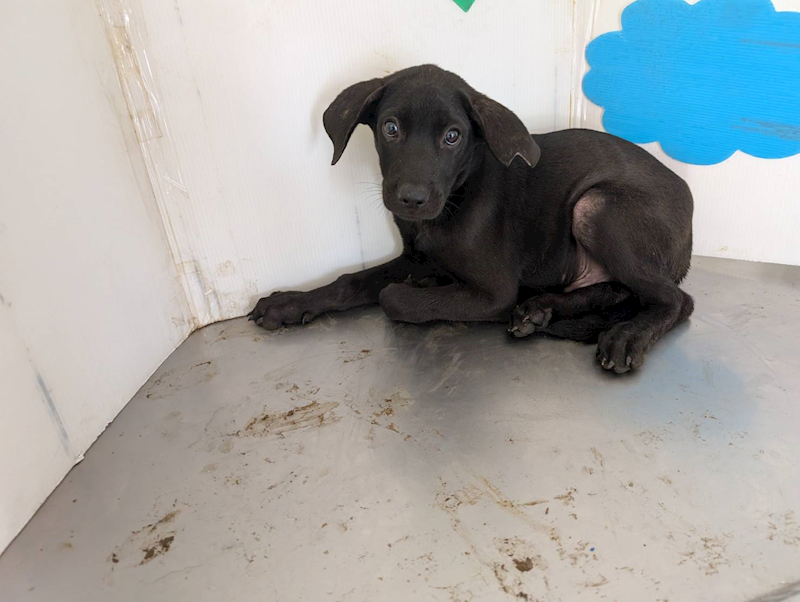 高雄市燕巢動物保護關愛園區,編號:441050, 混種犬          
