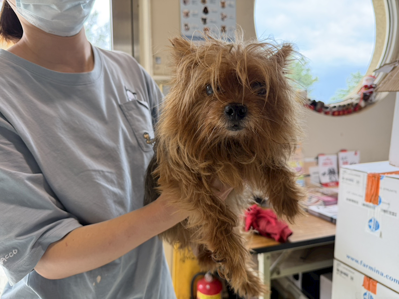 桃園市動物保護教育園區,編號:463826, 約克夏