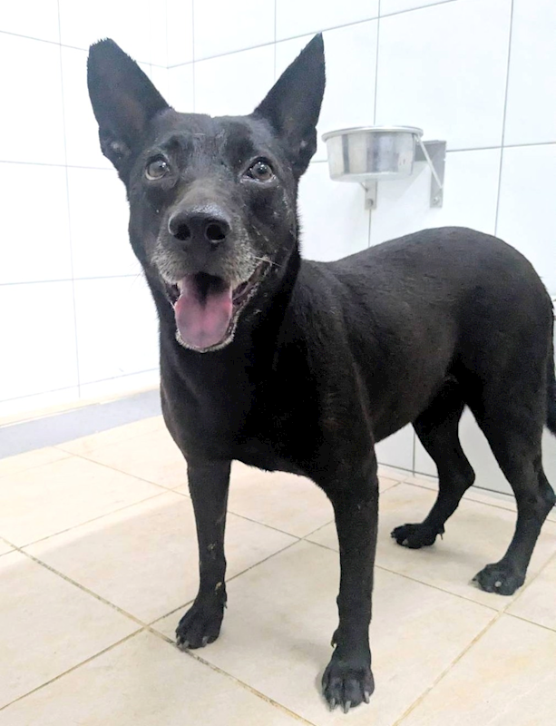 新竹縣動物保護教育園區,編號:465159, 混種犬          