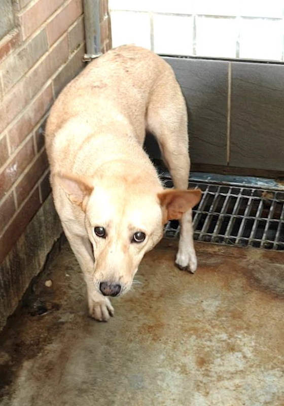 宜蘭縣流浪動物中途之家,編號:446847, 混種犬          