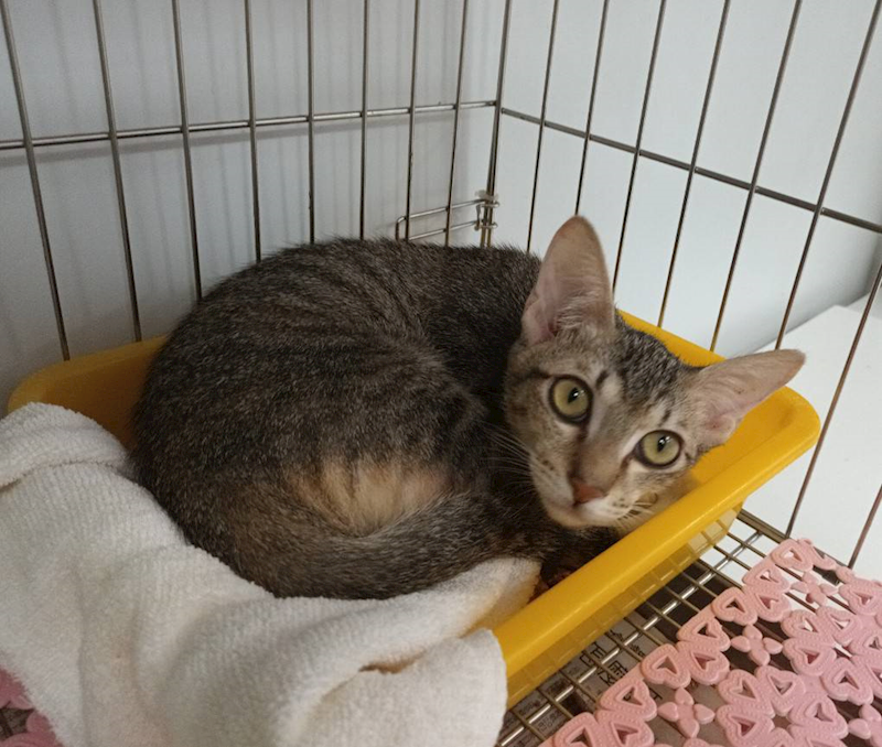 新北市板橋區公立動物之家,編號:465168, 混種貓                 
