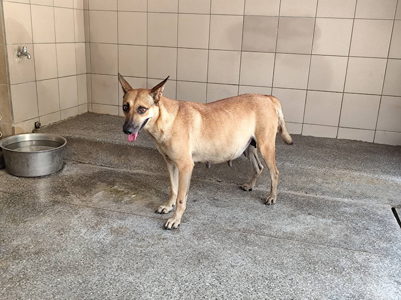 高雄市燕巢動物保護關愛園區,編號:424174, 混種犬          