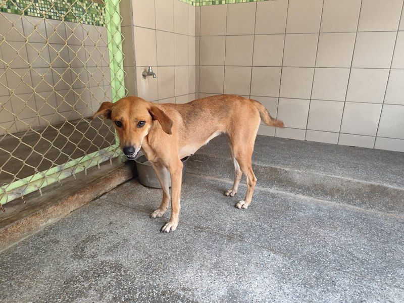 高雄市燕巢動物保護關愛園區,編號:424391, 混種犬          