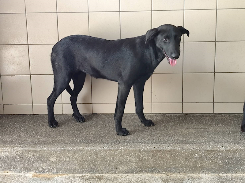 高雄市燕巢動物保護關愛園區,編號:422011, 混種犬          