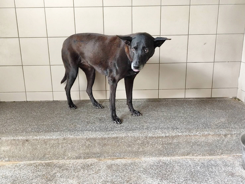 高雄市燕巢動物保護關愛園區,編號:450290, 混種犬          