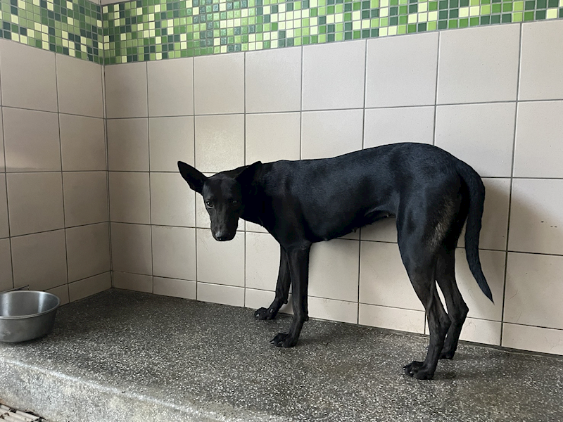 高雄市燕巢動物保護關愛園區,編號:422015, 混種犬          