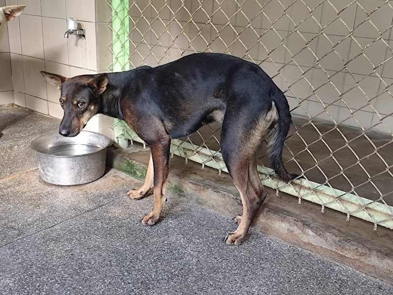 高雄市燕巢動物保護關愛園區,編號:422016, 混種犬          
