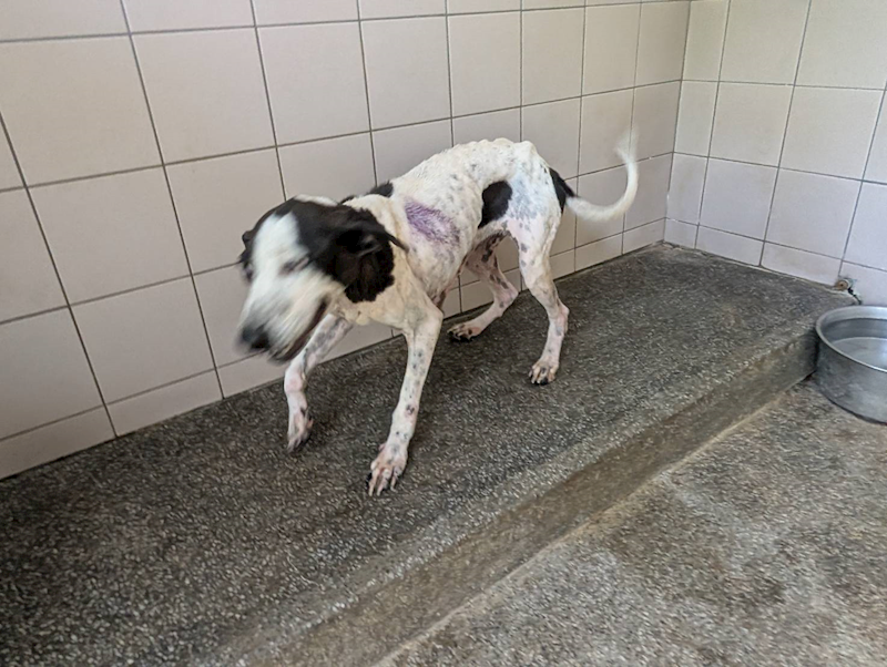 高雄市燕巢動物保護關愛園區,編號:424085, 混種犬          