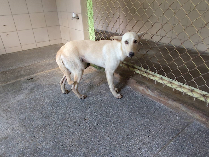 高雄市燕巢動物保護關愛園區,編號:422013, 混種犬          