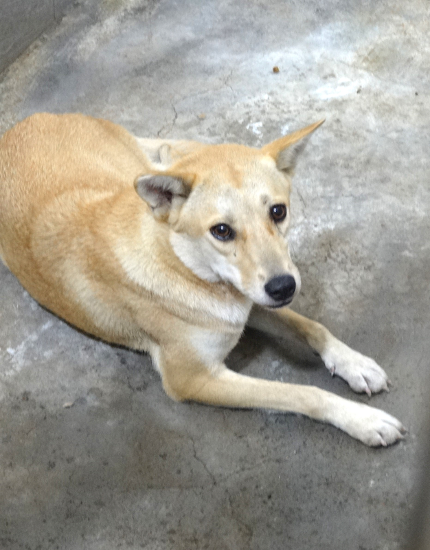 宜蘭縣流浪動物中途之家,編號:465056, 混種犬          