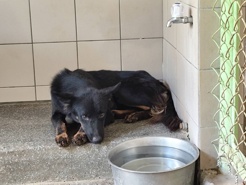 高雄市燕巢動物保護關愛園區,編號:422009, 混種犬          