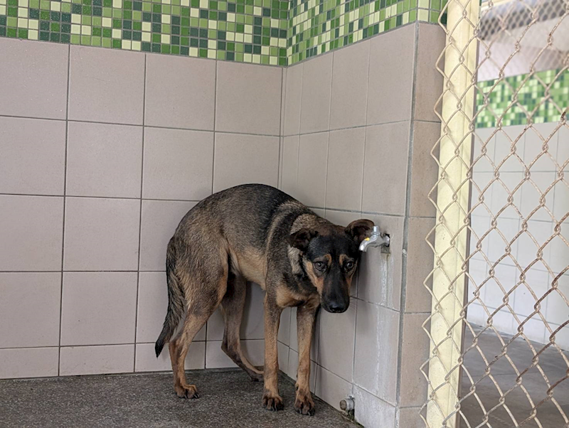 高雄市燕巢動物保護關愛園區,編號:451138, 混種犬          