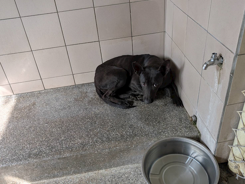 高雄市燕巢動物保護關愛園區,編號:451136, 混種犬          