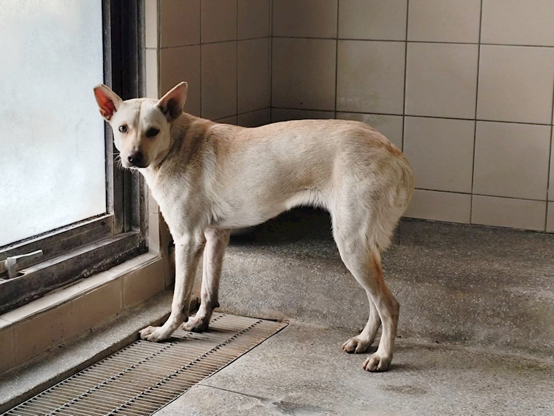 高雄市燕巢動物保護關愛園區,編號:451111, 混種犬          