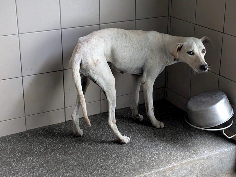 高雄市燕巢動物保護關愛園區,編號:424101, 混種犬          