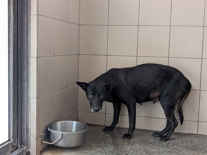 高雄市燕巢動物保護關愛園區,編號:451144, 混種犬          