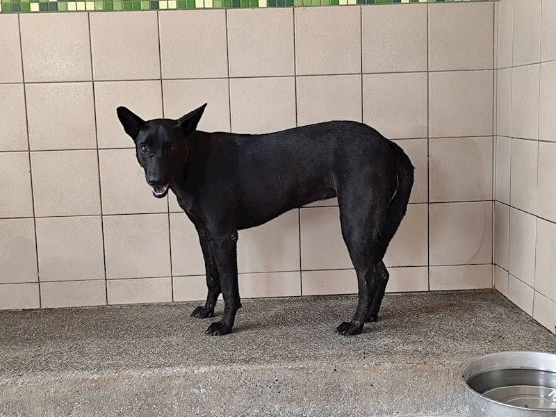 高雄市燕巢動物保護關愛園區,編號:451143, 混種犬          