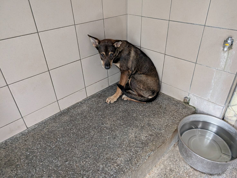 高雄市燕巢動物保護關愛園區,編號:451142, 混種犬          