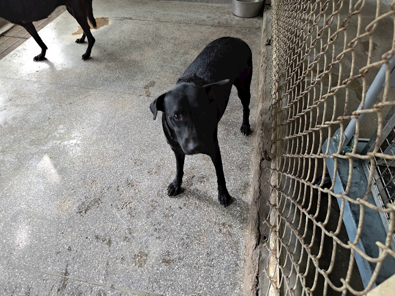 高雄市燕巢動物保護關愛園區,編號:451141, 混種犬          