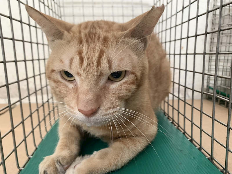 臺北市動物之家,編號:465126, 混種貓                 