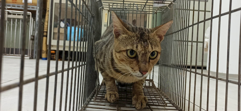 金門縣動物收容中心,編號:465189, 混種貓                 