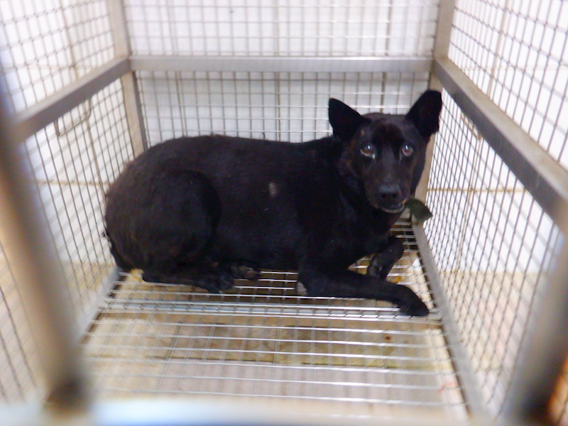 南投縣公立動物收容所,編號:465210, 混種犬          