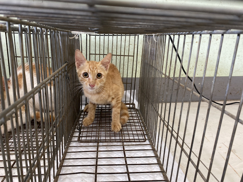 金門縣動物收容中心,編號:465188, 混種貓                 