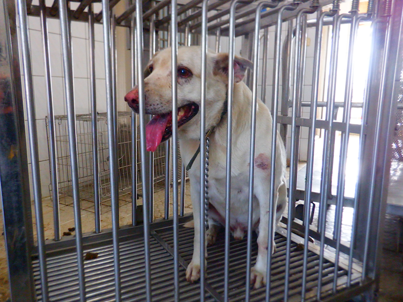 南投縣公立動物收容所,編號:465208, 混種犬          
