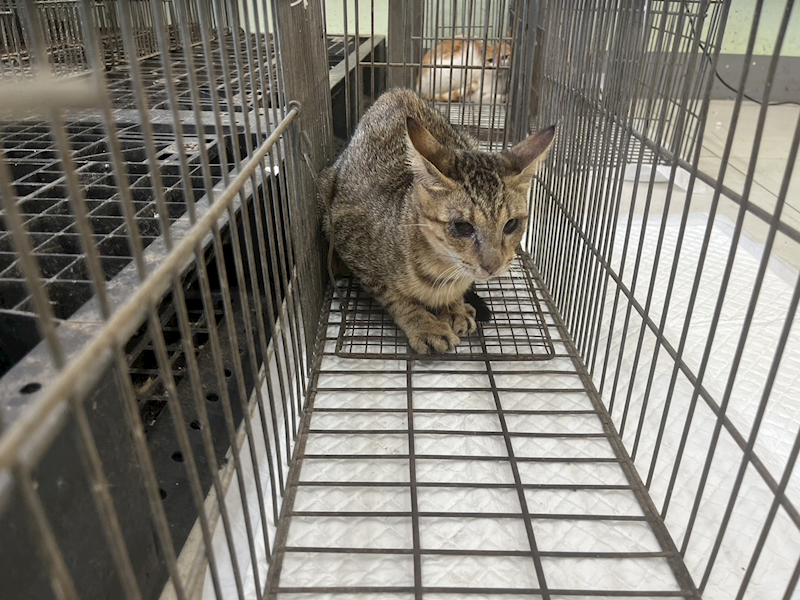 金門縣動物收容中心,編號:465187, 混種貓                 