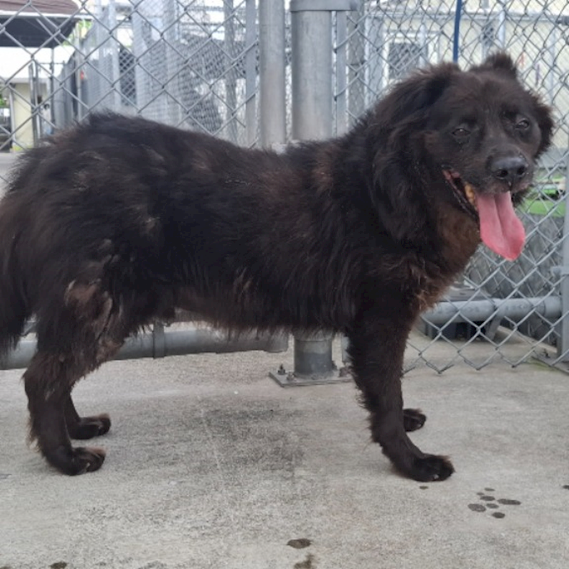 臺北市動物之家,編號:297261, 混種犬          