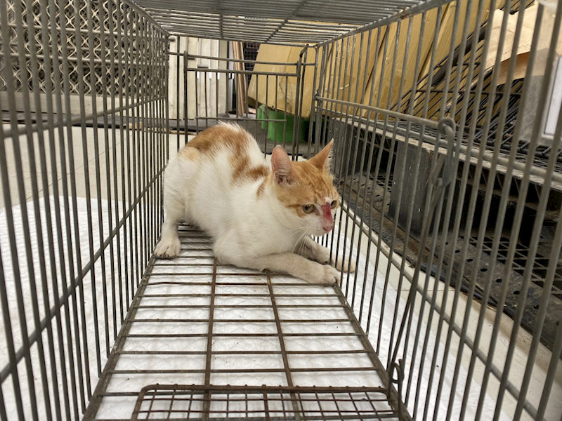 金門縣動物收容中心,編號:465186, 混種貓                 