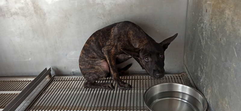 金門縣動物收容中心,編號:465184, 混種犬          