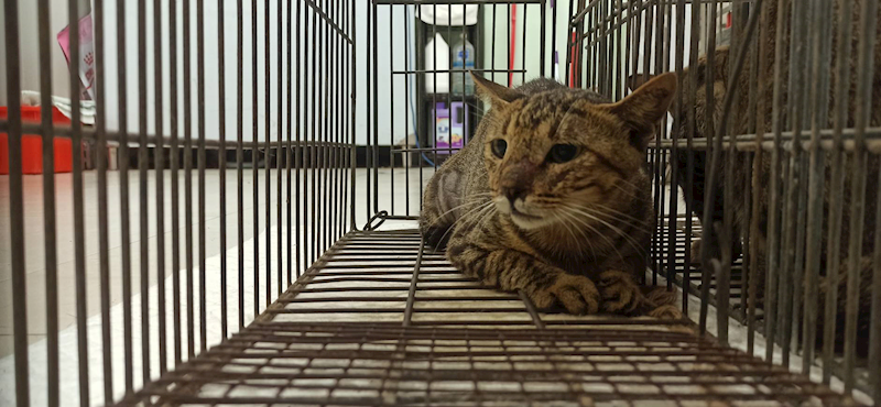 金門縣動物收容中心,編號:465183, 混種貓                 