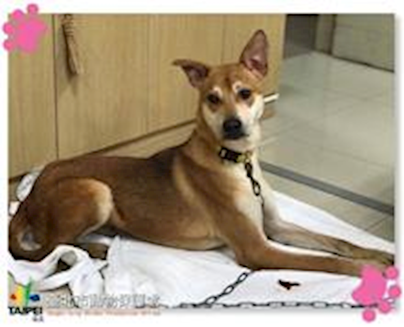 臺北市動物之家,編號:61296, 混種犬          