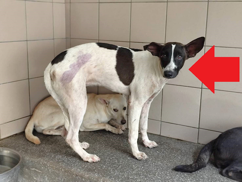 高雄市燕巢動物保護關愛園區,編號:465329, 混種犬          