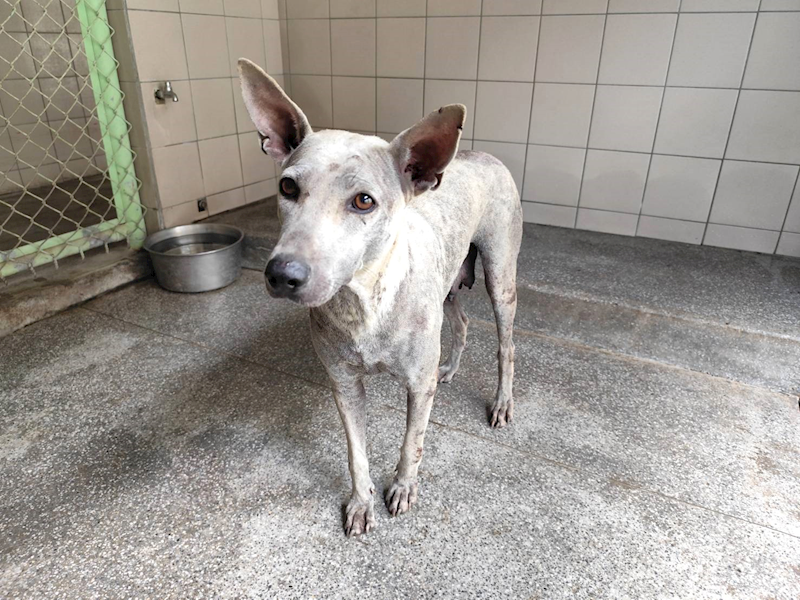 高雄市燕巢動物保護關愛園區,編號:465328, 混種犬          