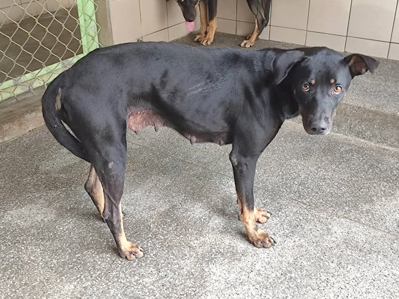高雄市燕巢動物保護關愛園區,編號:465327, 混種犬          