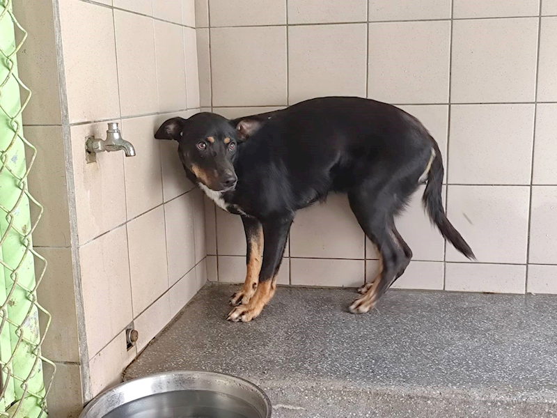 高雄市燕巢動物保護關愛園區,編號:465326, 混種犬          