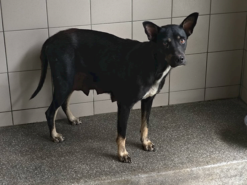 高雄市燕巢動物保護關愛園區,編號:465324, 混種犬          