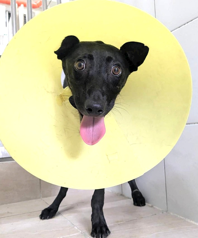 新竹縣動物保護教育園區,編號:465317, 混種犬          