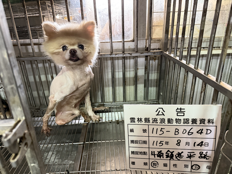 雲林縣流浪動物收容所,編號:465311, 博美犬         