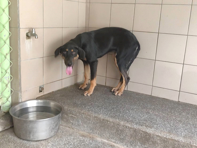 高雄市燕巢動物保護關愛園區,編號:465305, 混種犬          