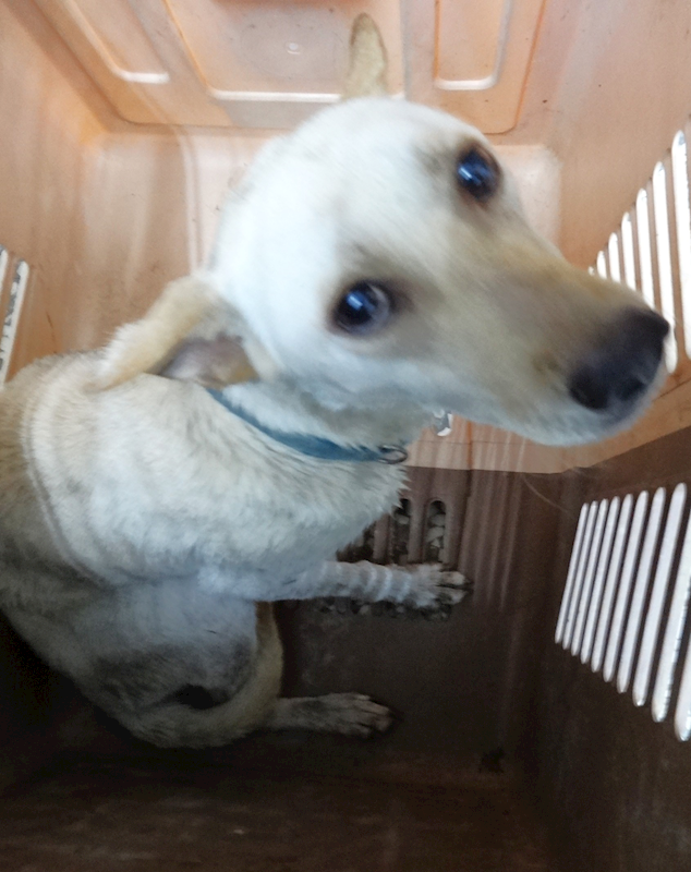 宜蘭縣流浪動物中途之家,編號:459607, 混種犬          
