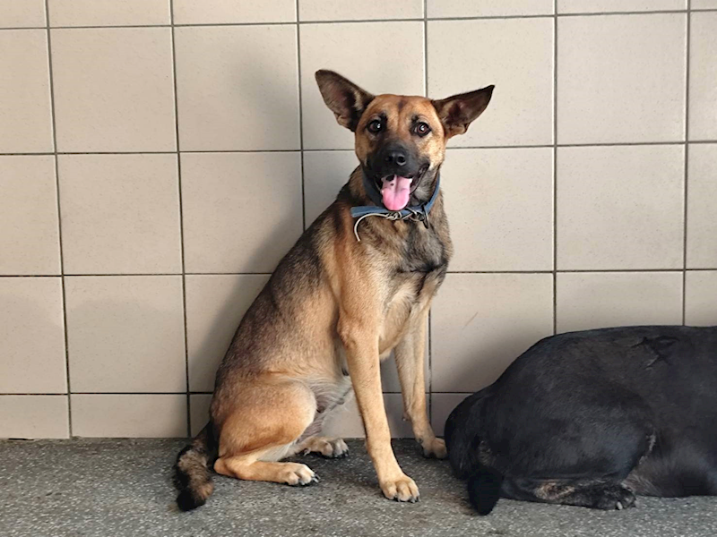 高雄市燕巢動物保護關愛園區,編號:465303, 混種犬          