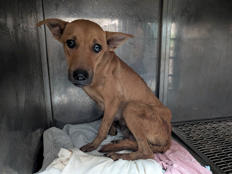 高雄市燕巢動物保護關愛園區,編號:465302, 混種犬          