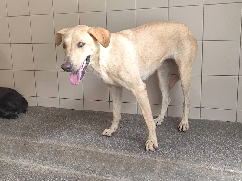 高雄市燕巢動物保護關愛園區,編號:465300, 混種犬          