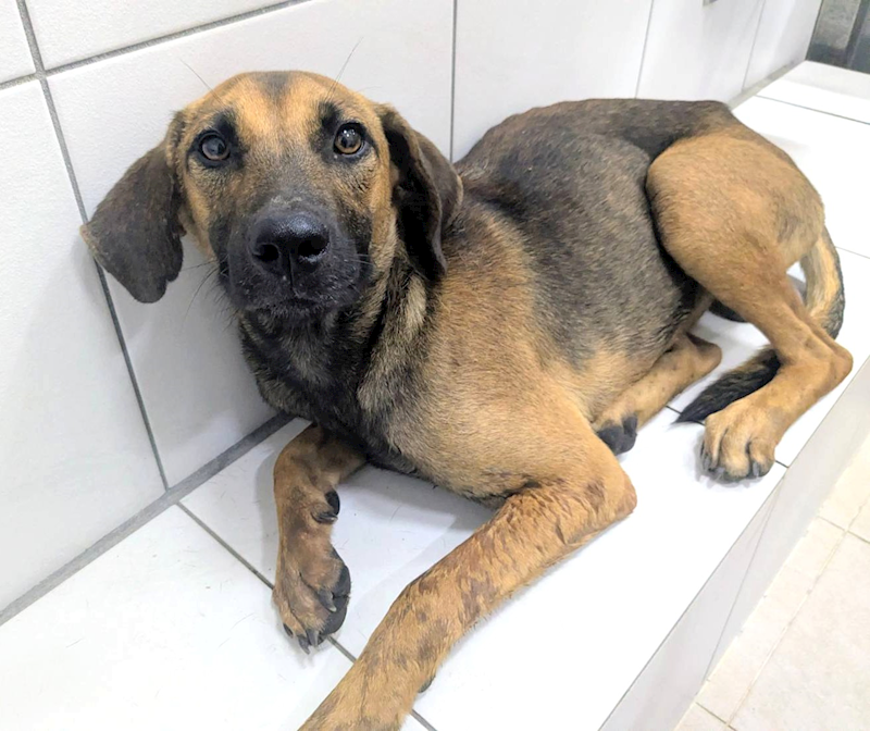 新竹縣動物保護教育園區,編號:465158, 混種犬          