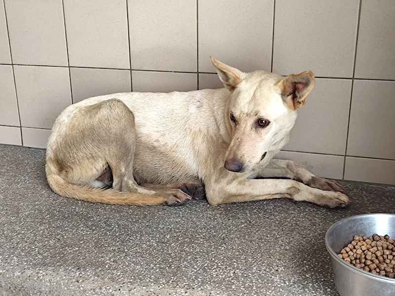 高雄市燕巢動物保護關愛園區,編號:465299, 混種犬          
