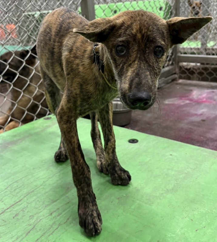 臺東縣動物收容中心,編號:465255, 混種犬          