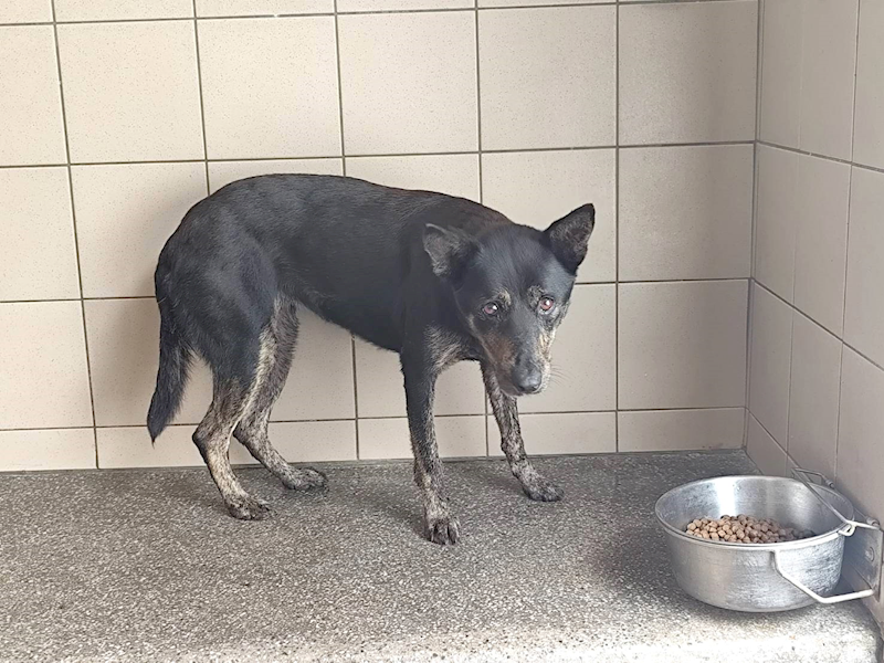 高雄市燕巢動物保護關愛園區,編號:465298, 混種犬          